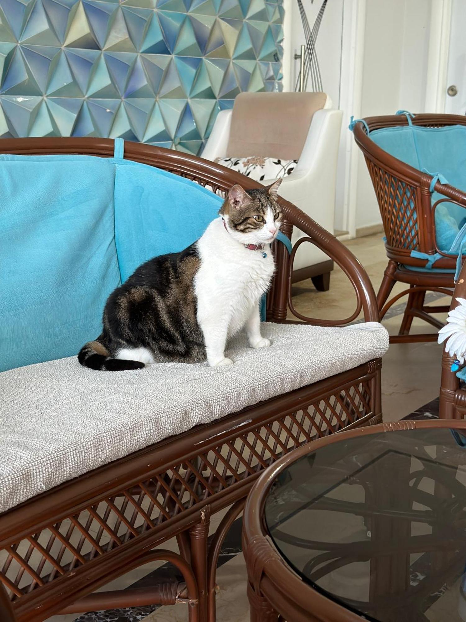 Amsterdam Boutique Hotel Kemer Kültér fotó